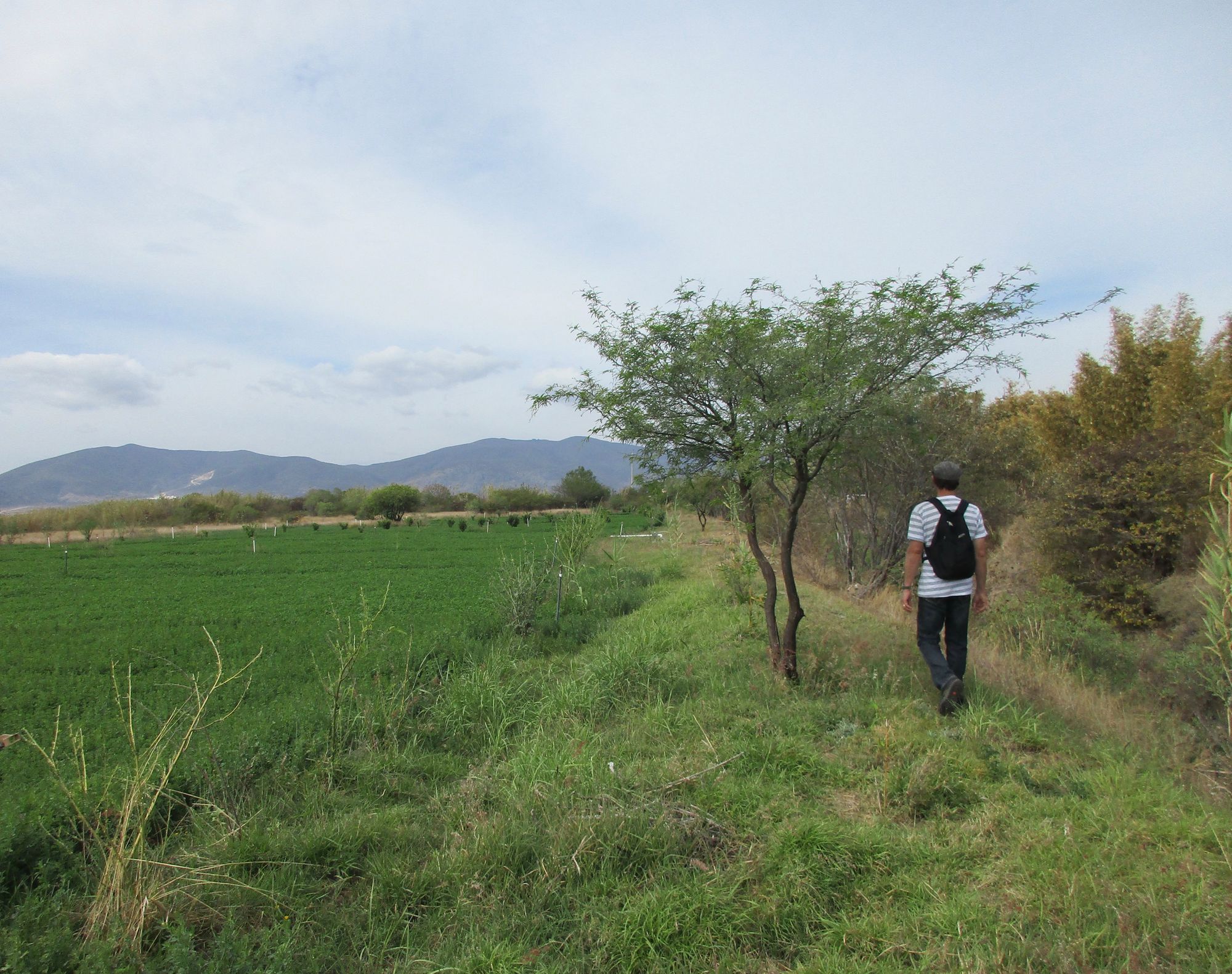 Hoofing it in Oaxaca